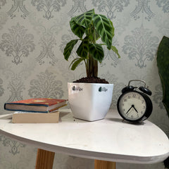 Calathea Goeppertia zebrina