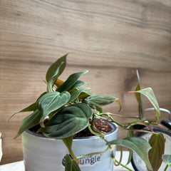 Philodendron Micans Velvet Leaf