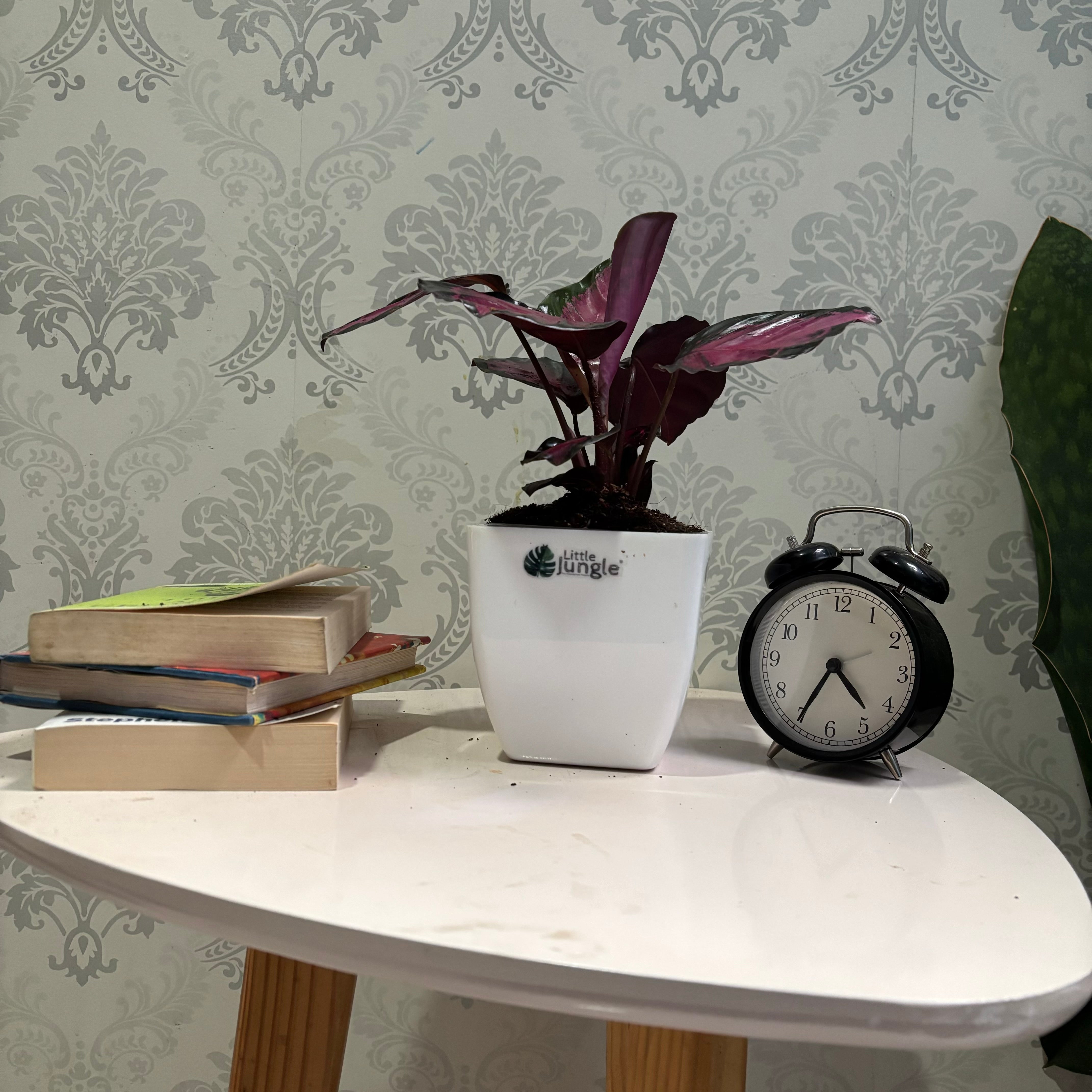 Calathea Rosy, with 5.5 inches white decor pot