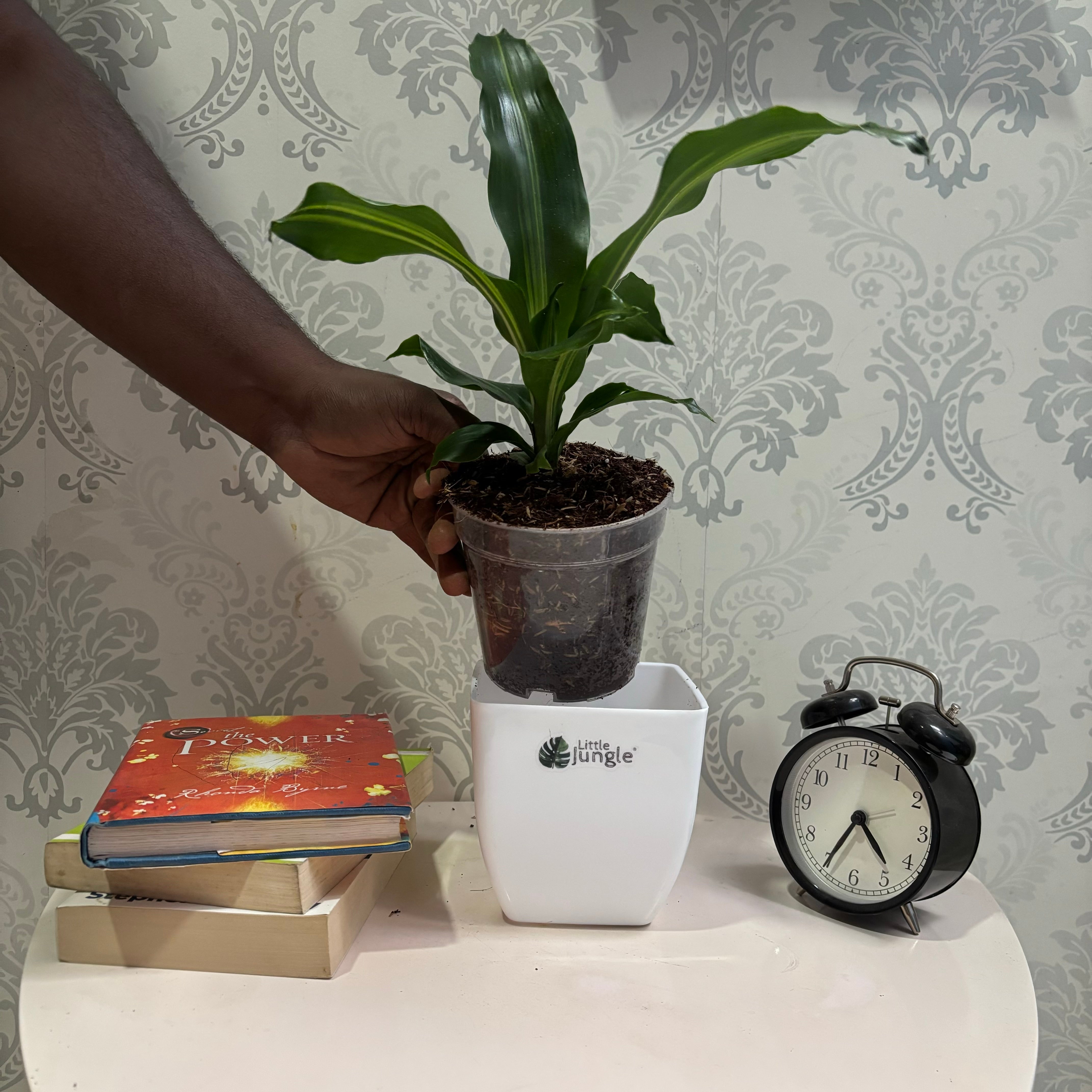 Dracaena dara singh