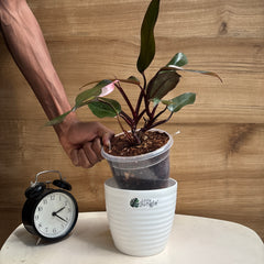 Philodendrons Pink Princess
