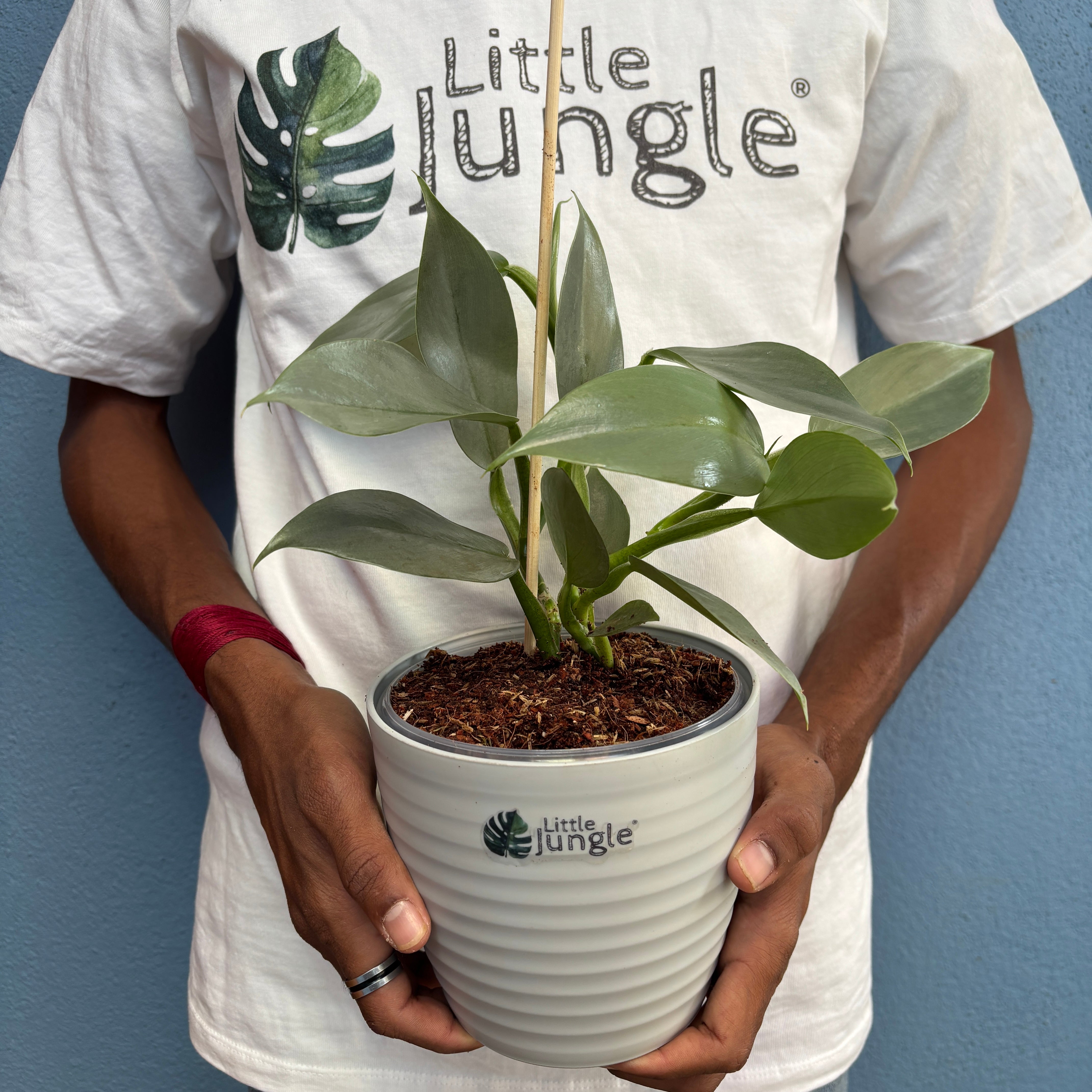 Philodendron Hastum silver