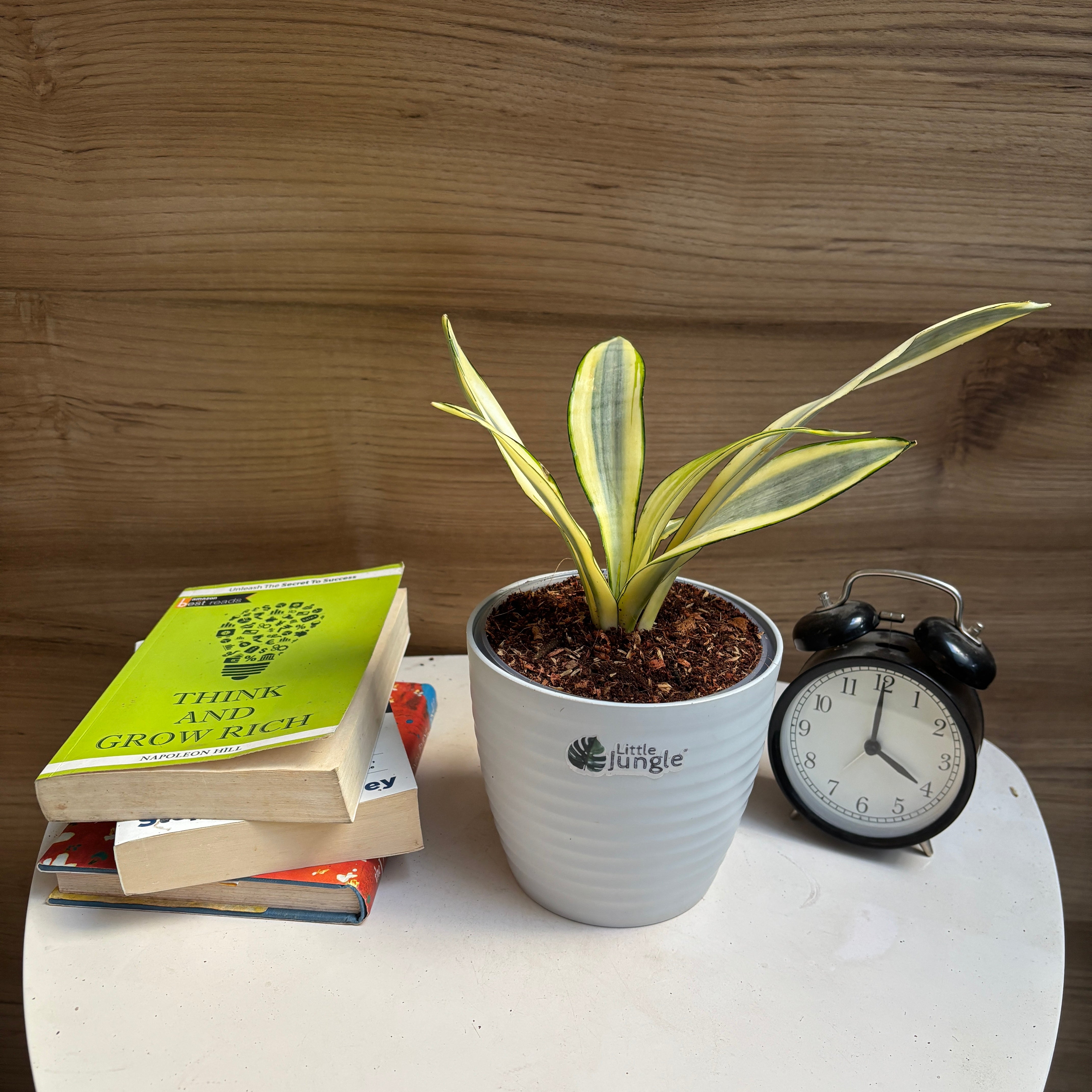 Sansevieria gold dust
