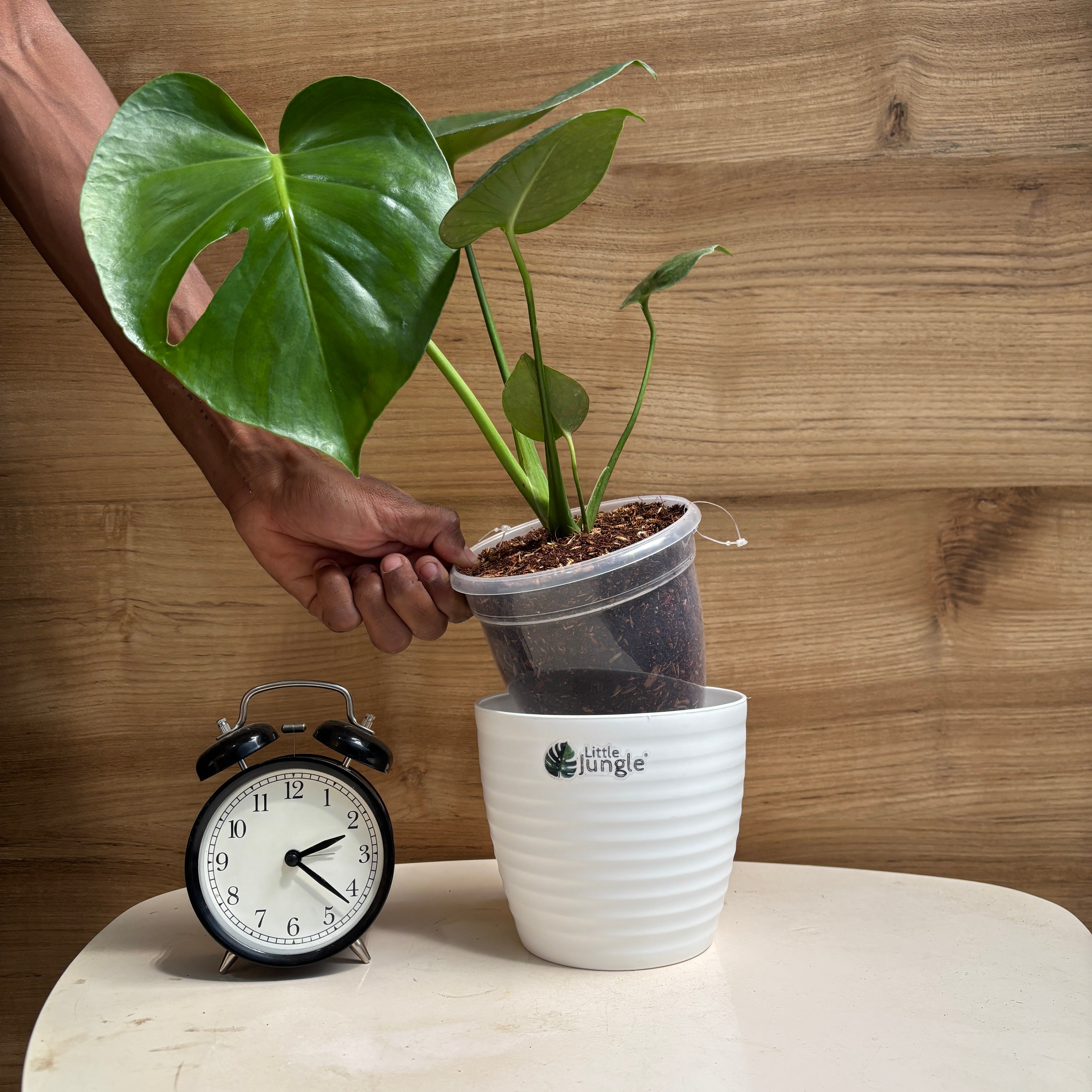 Monstera Deliciosa