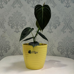 Little jungle Decora 5 Planters(Pack of 4) With out Holes ..(yellow)