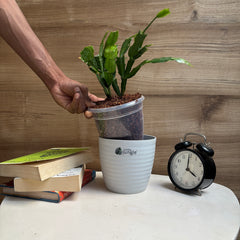 Christmas Cactus, with 5.5 inches white decor pot