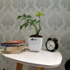 Mini Monstera