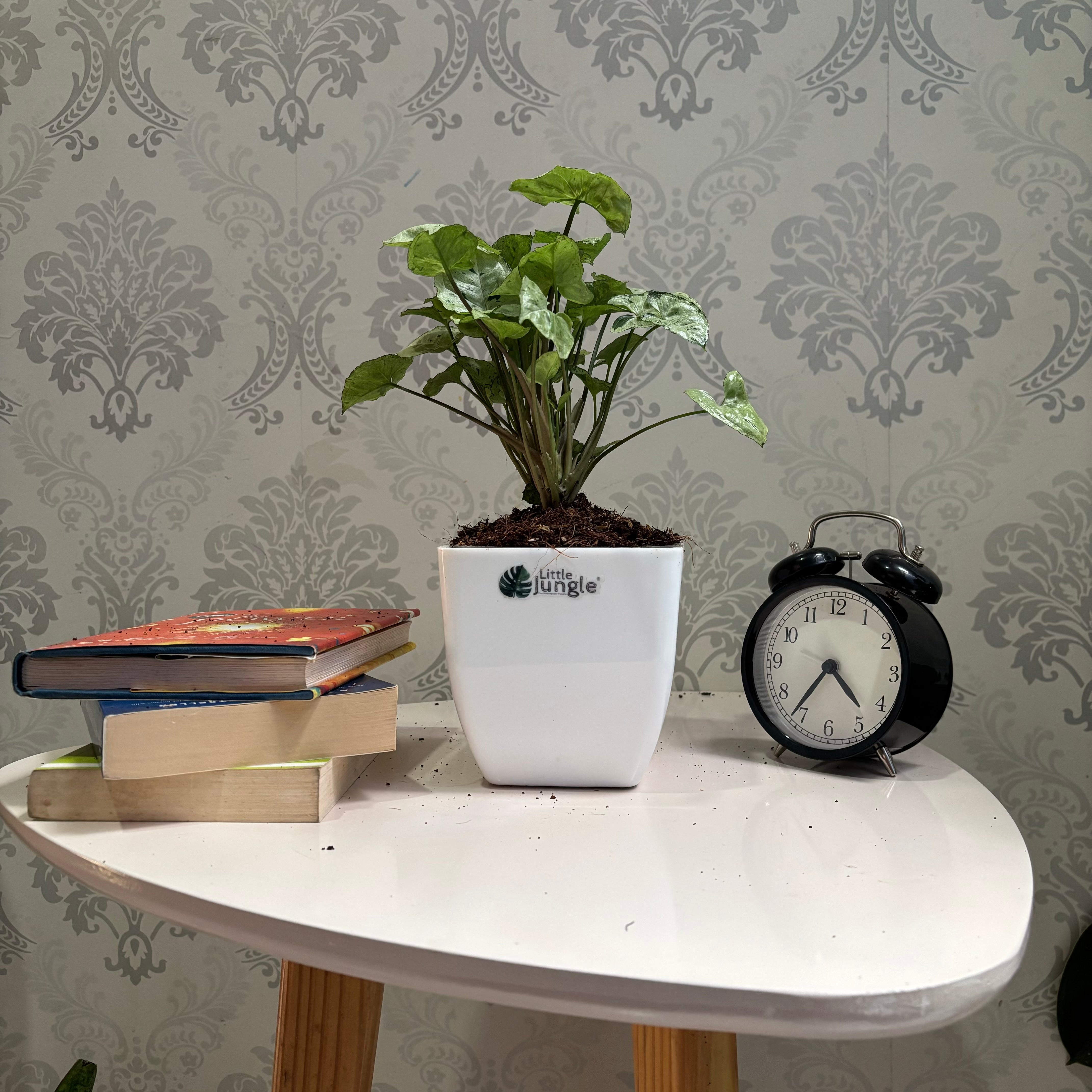 Syngonium Green splash