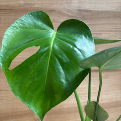 Monstera Deliciosa