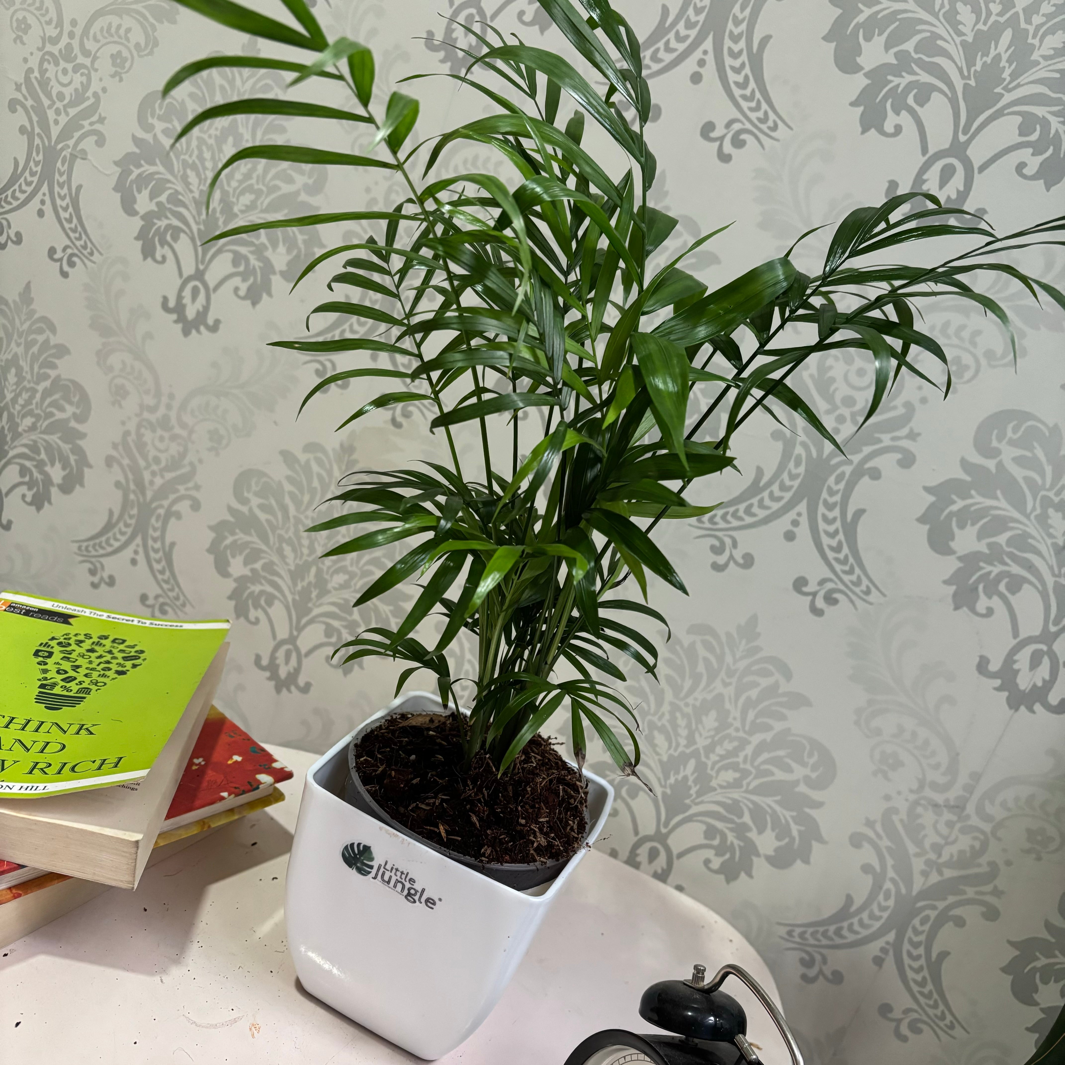 Bamboo Palm plant