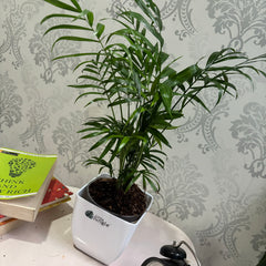 Bamboo Palm plant