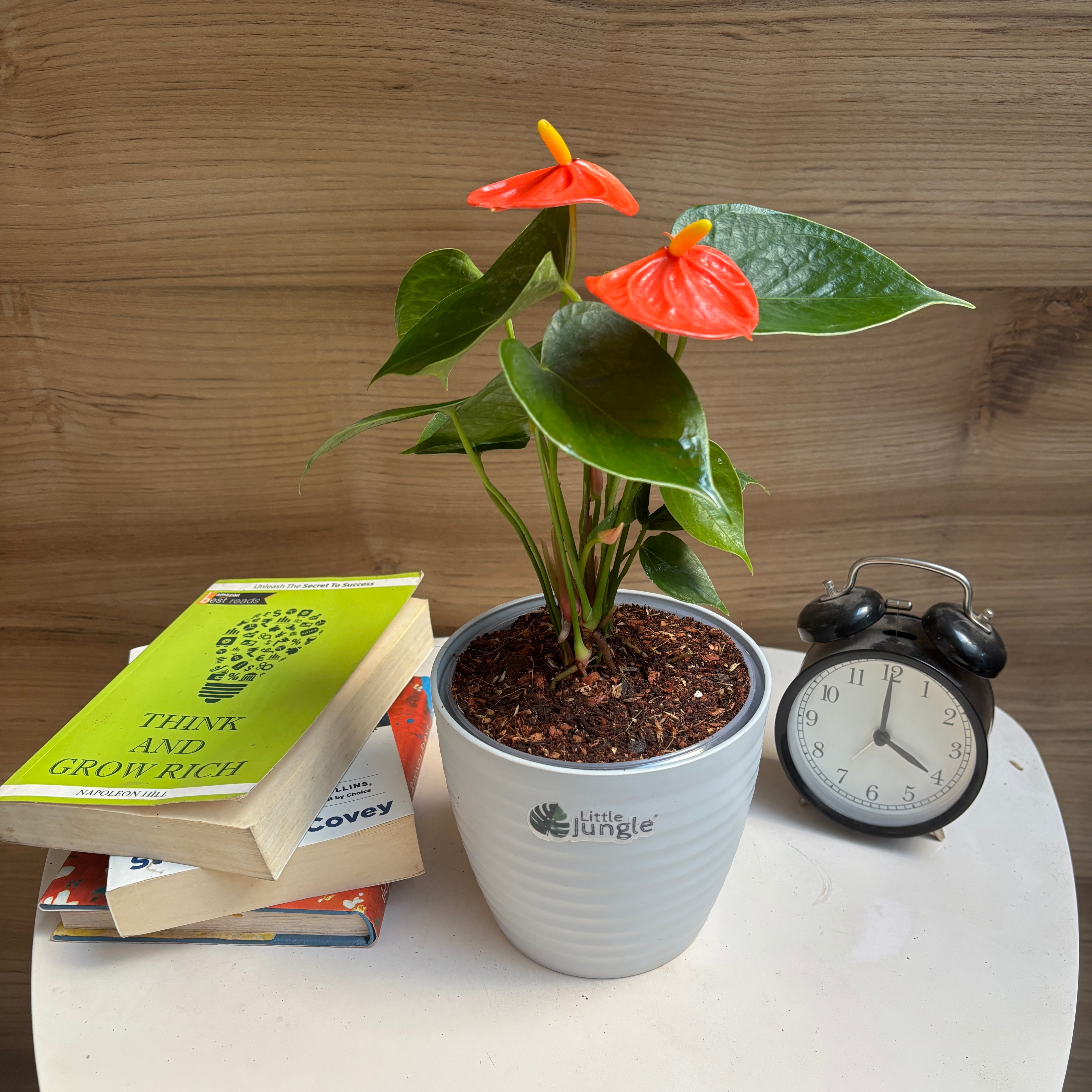 Anthurium Orange