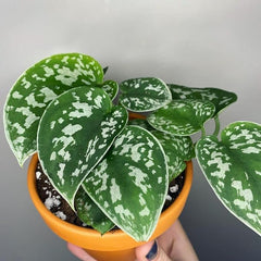 Satin Pothos, with 5.5 inches White Decor Pot