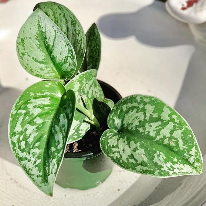 Satin Pothos, with 5.5 inches White Decor Pot
