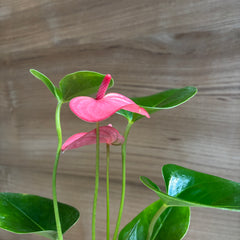 Anthurium Pink Flower