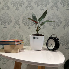 Philodendron Atabapoense