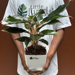 Aglonema Black lipstick, with 5.5 inches white decor pot
