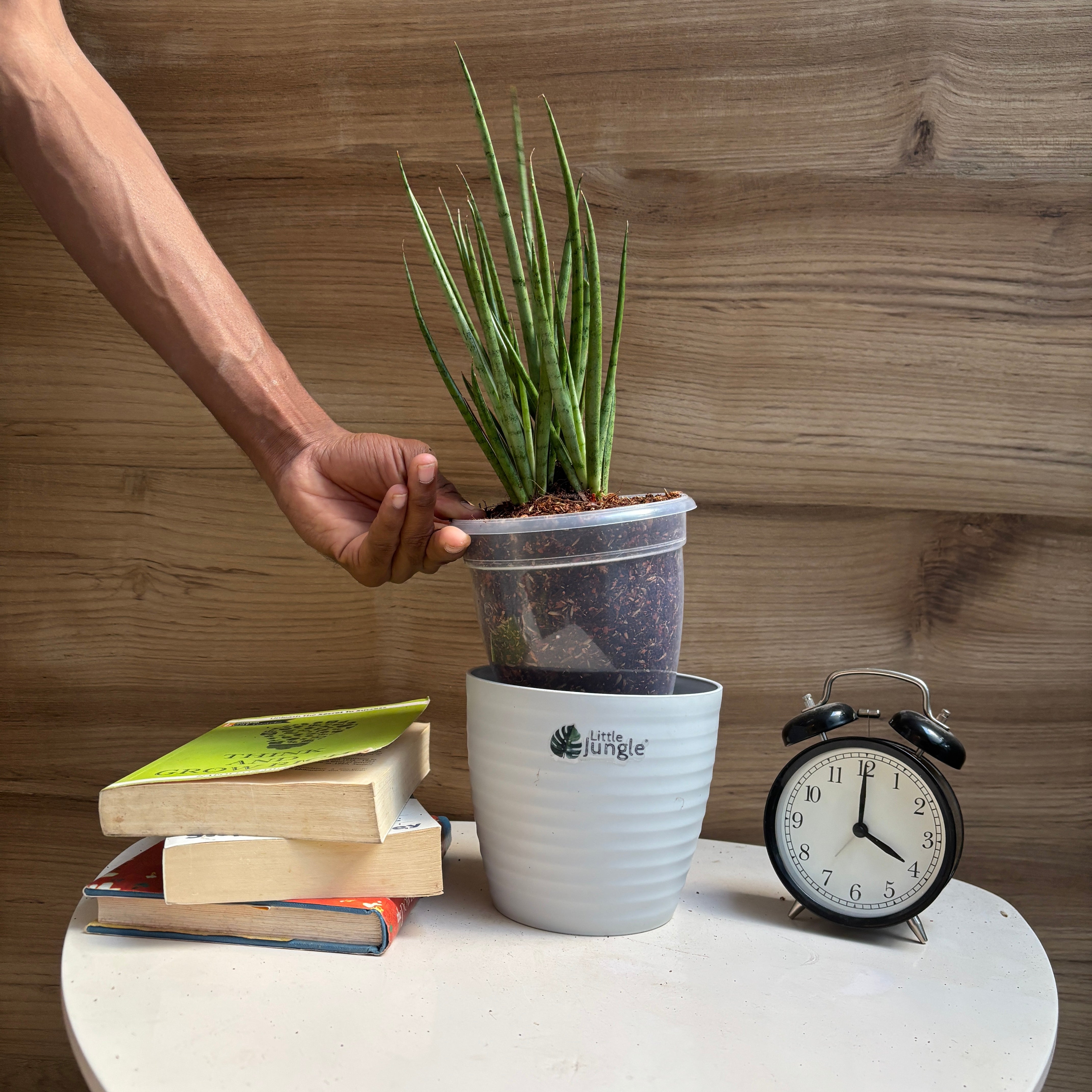 Sansevieria Fernwood