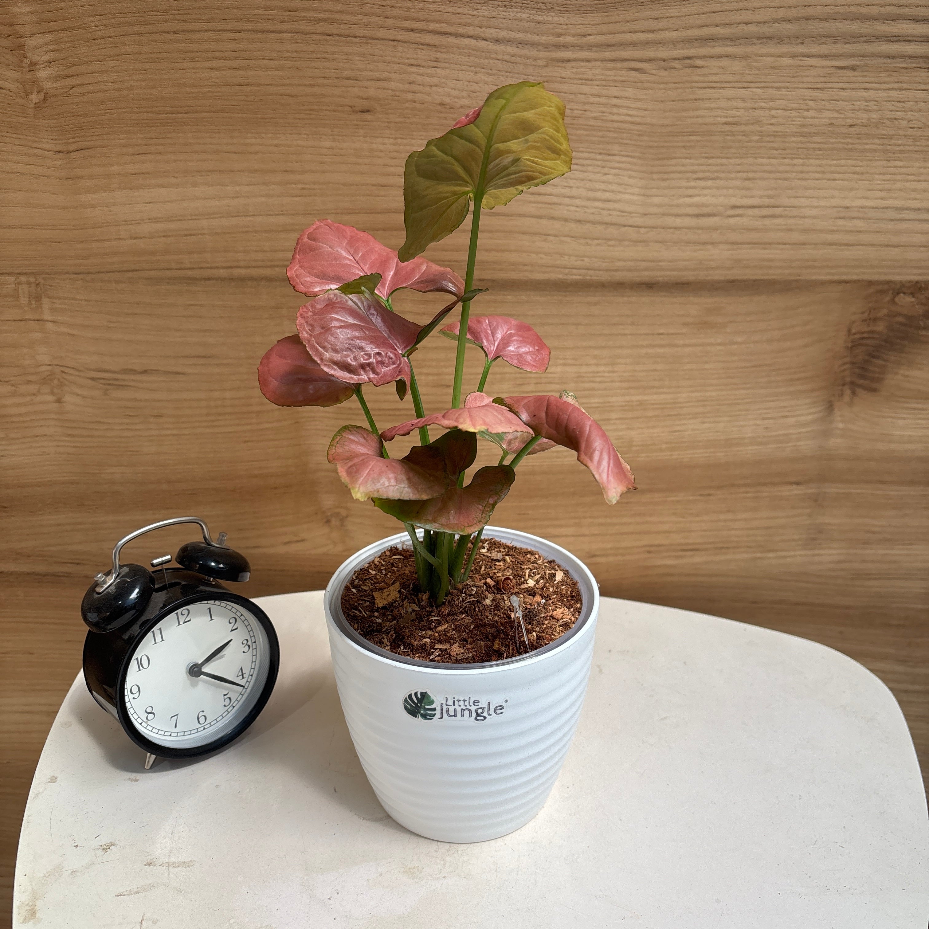 Syngonium Orm Nak