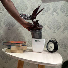 Calathea Rosopicta, with 5.5 inches white decor pot