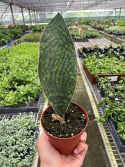 Sansvieria Whale fin
