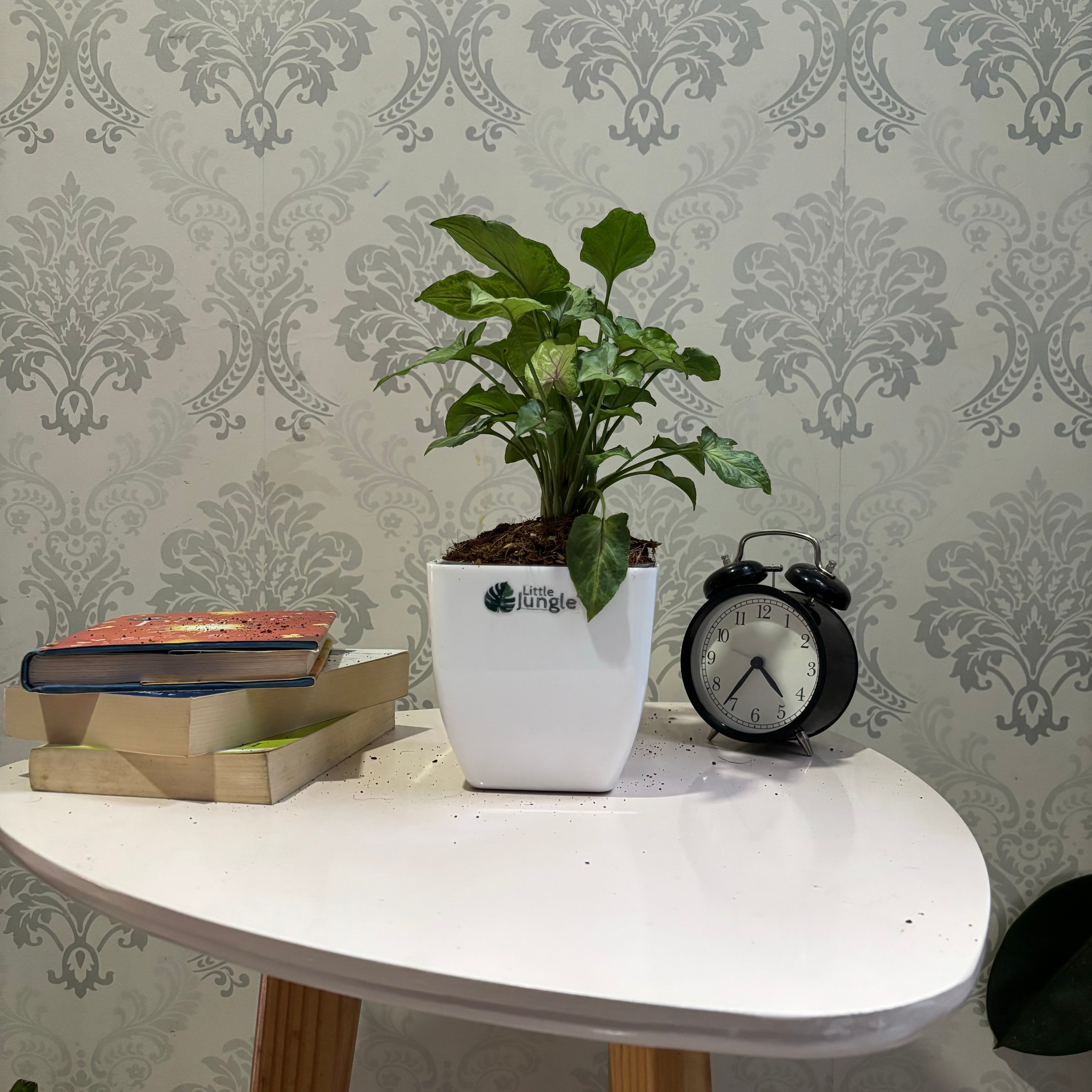 Syngonium cream Allusion