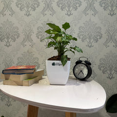 Syngonium cream Allusion
