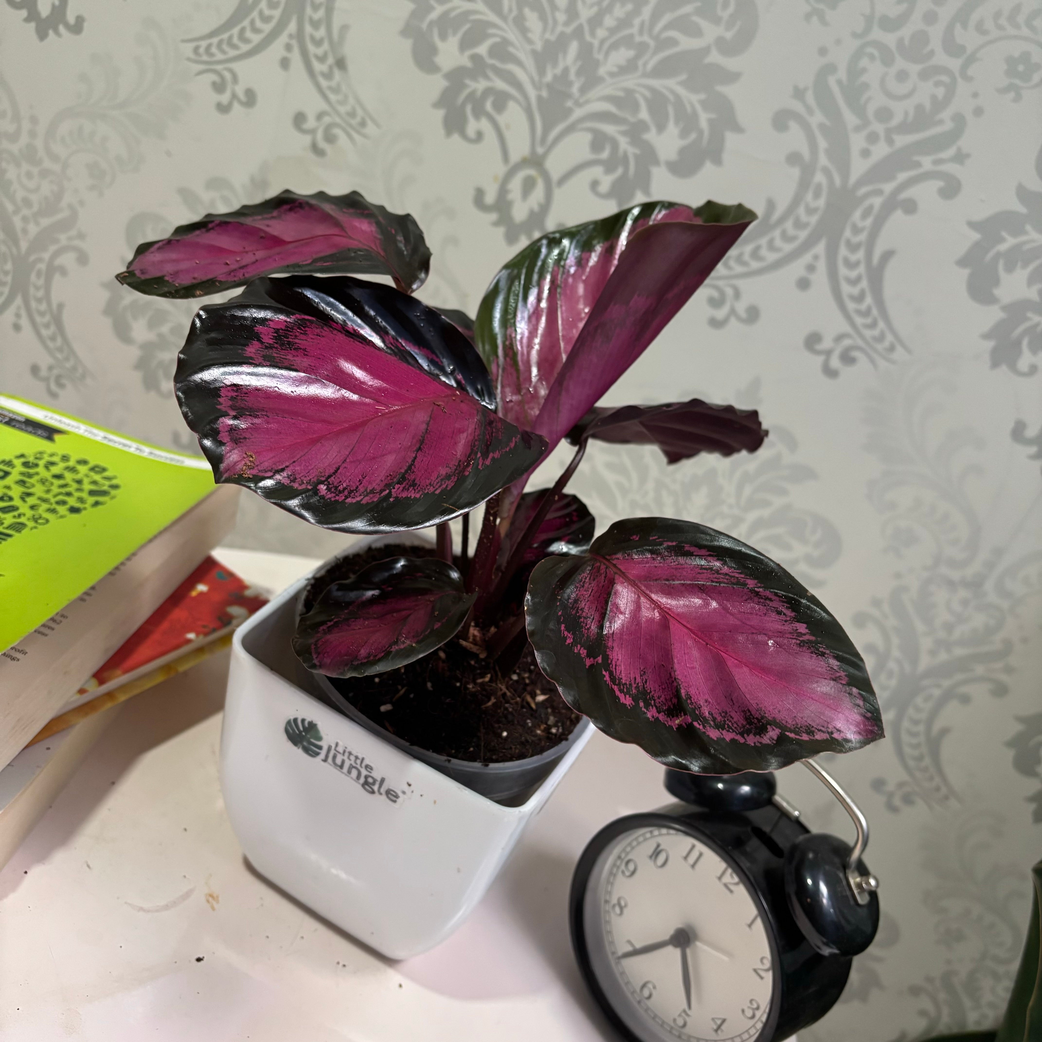 Calathea Rosy, with 5.5 inches white decor pot