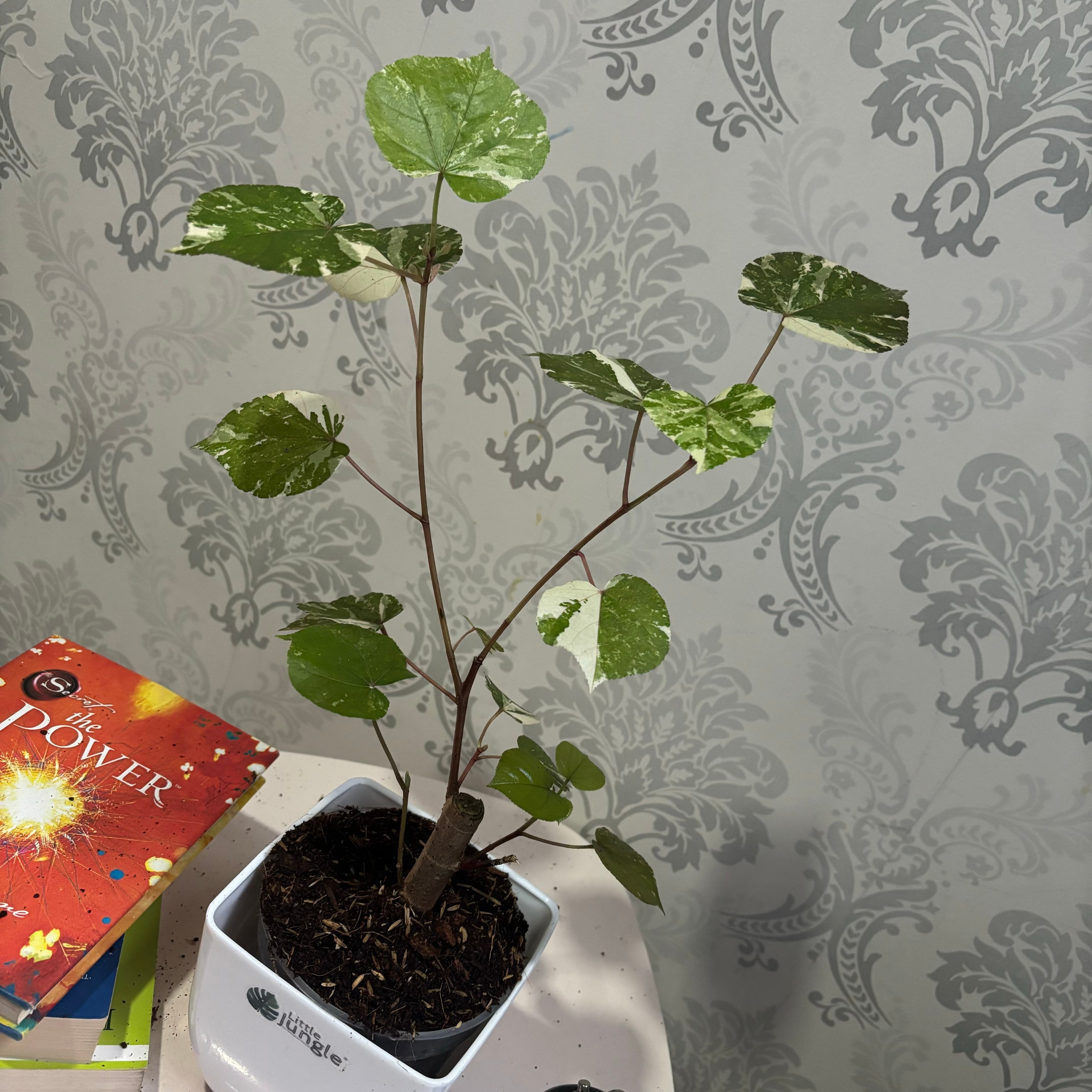 Sea hibiscus