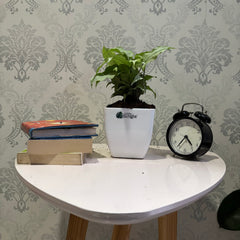 Syngonium Holly
