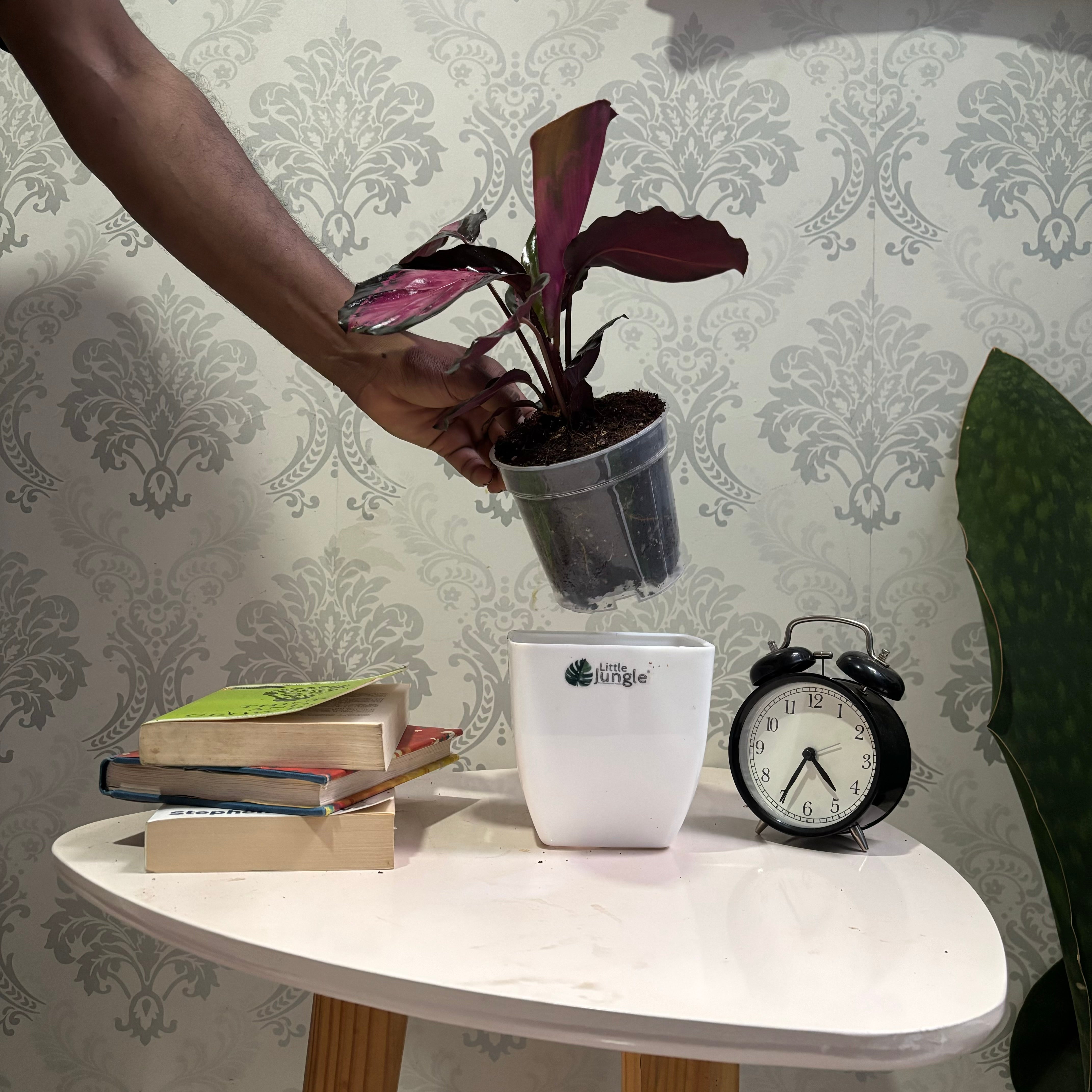 Calathea Rosy, with 5.5 inches white decor pot