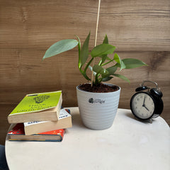 Philodendron Hastum silver