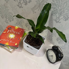 Dracaena dara singh