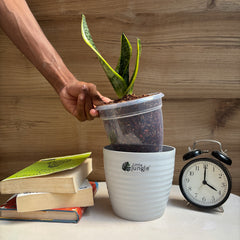 Sansevieria Laurentii