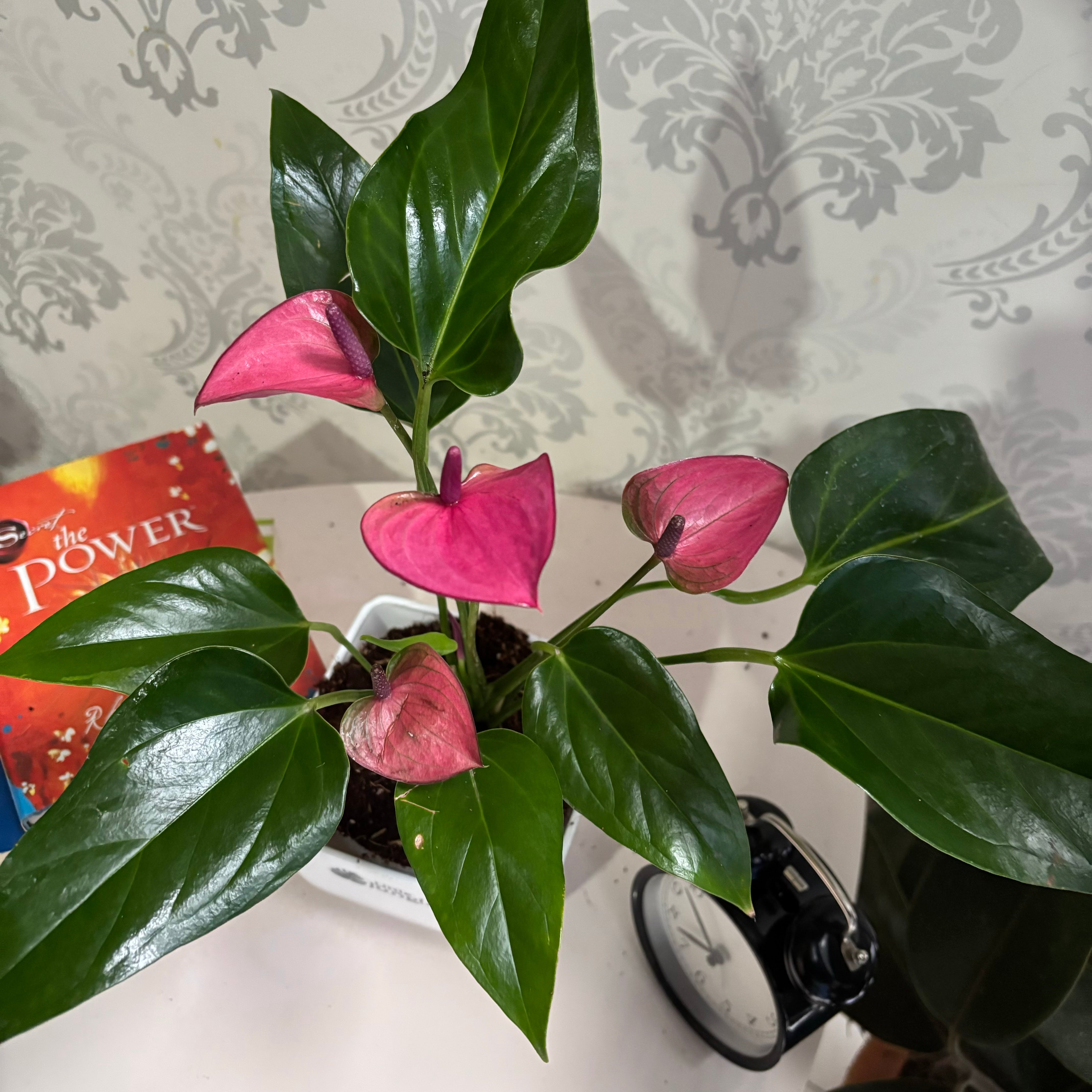 Anthurium purple