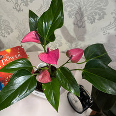 Anthurium purple