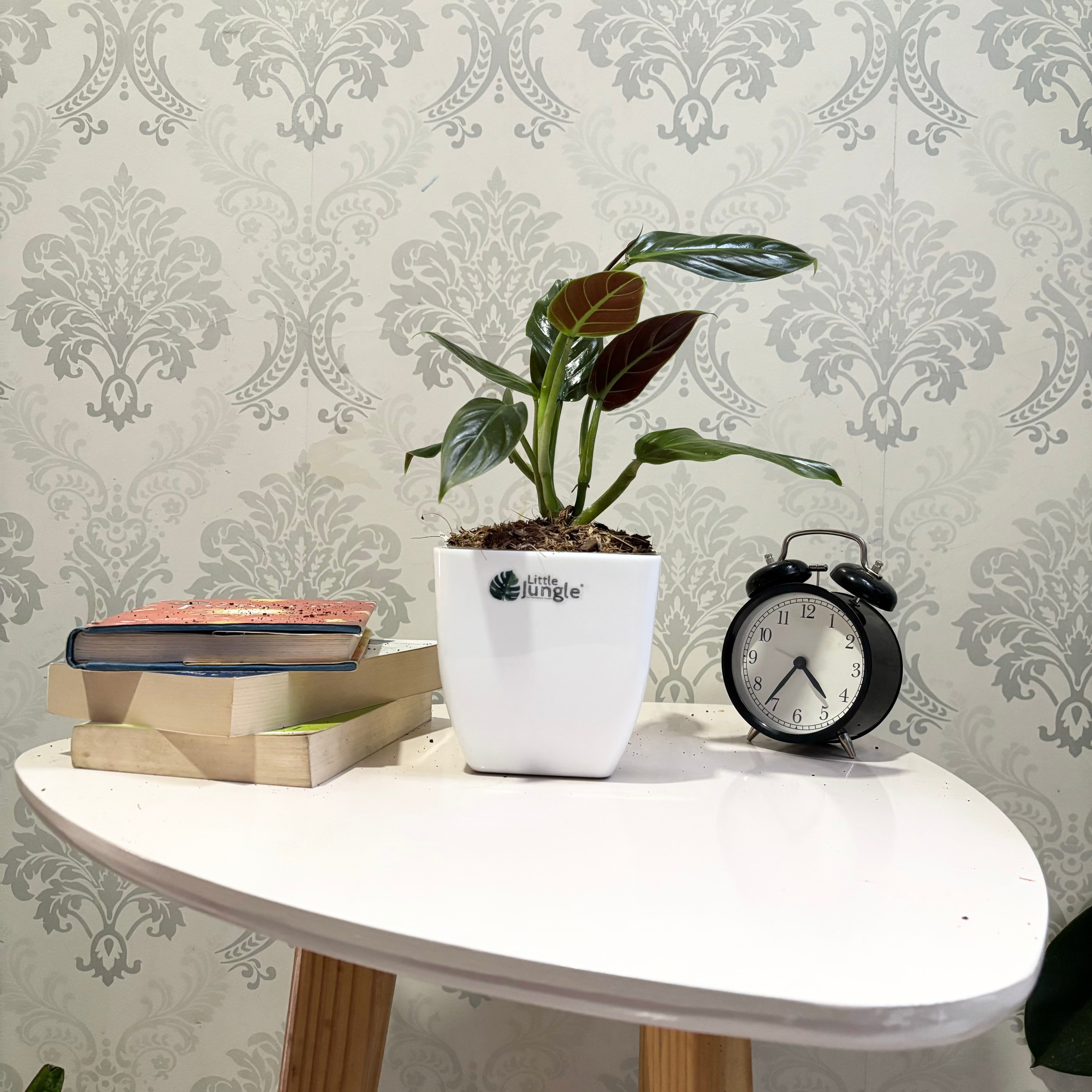 Philodendron Subhashtatum