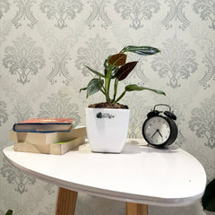 Philodendron Subhashtatum