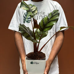 calathea fasciata
