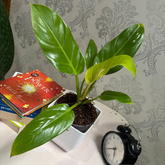 Philodendron melononii gold