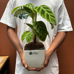 Calathea Goeppertia zebrina