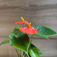 Anthurium Orange