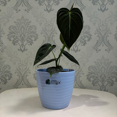 Little jungle Decora Planters(Pack of 4) With out Holes ..