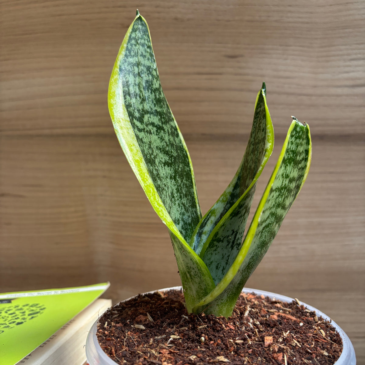 Sansevieria Laurentii