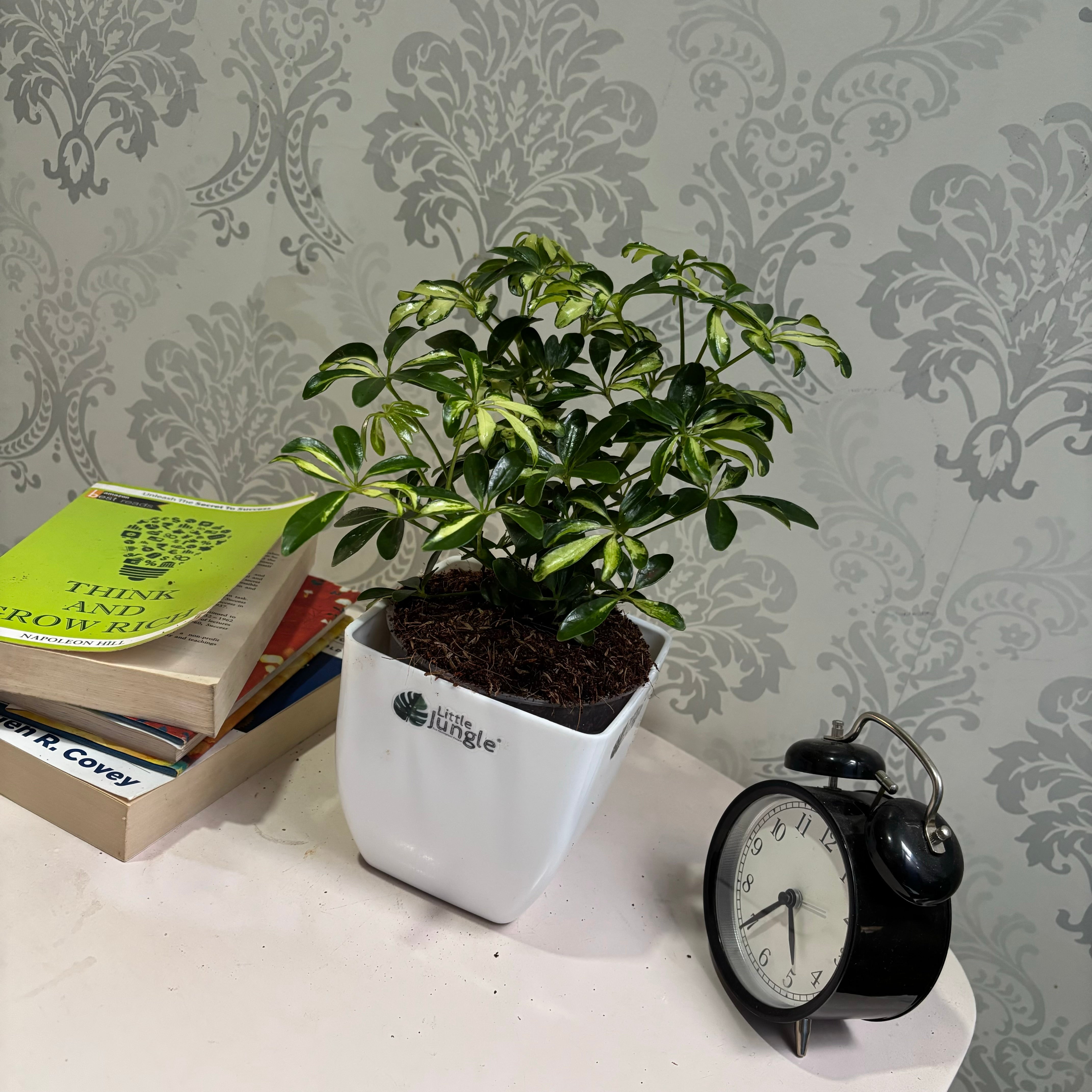 Schefflera miniature variegated