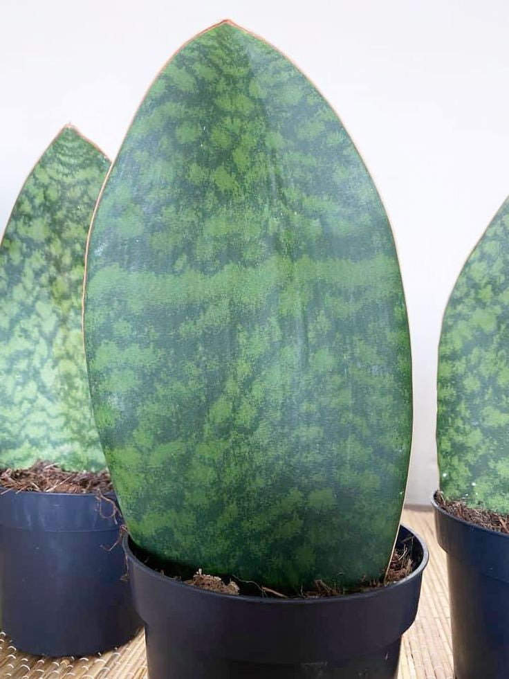 Sansvieria Whale fin