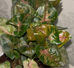 Syngonium Mini Allusion