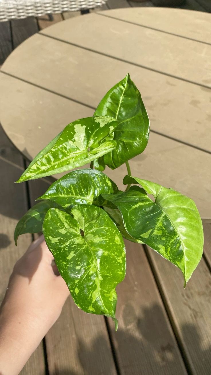 Syngonium Panda Galaxy