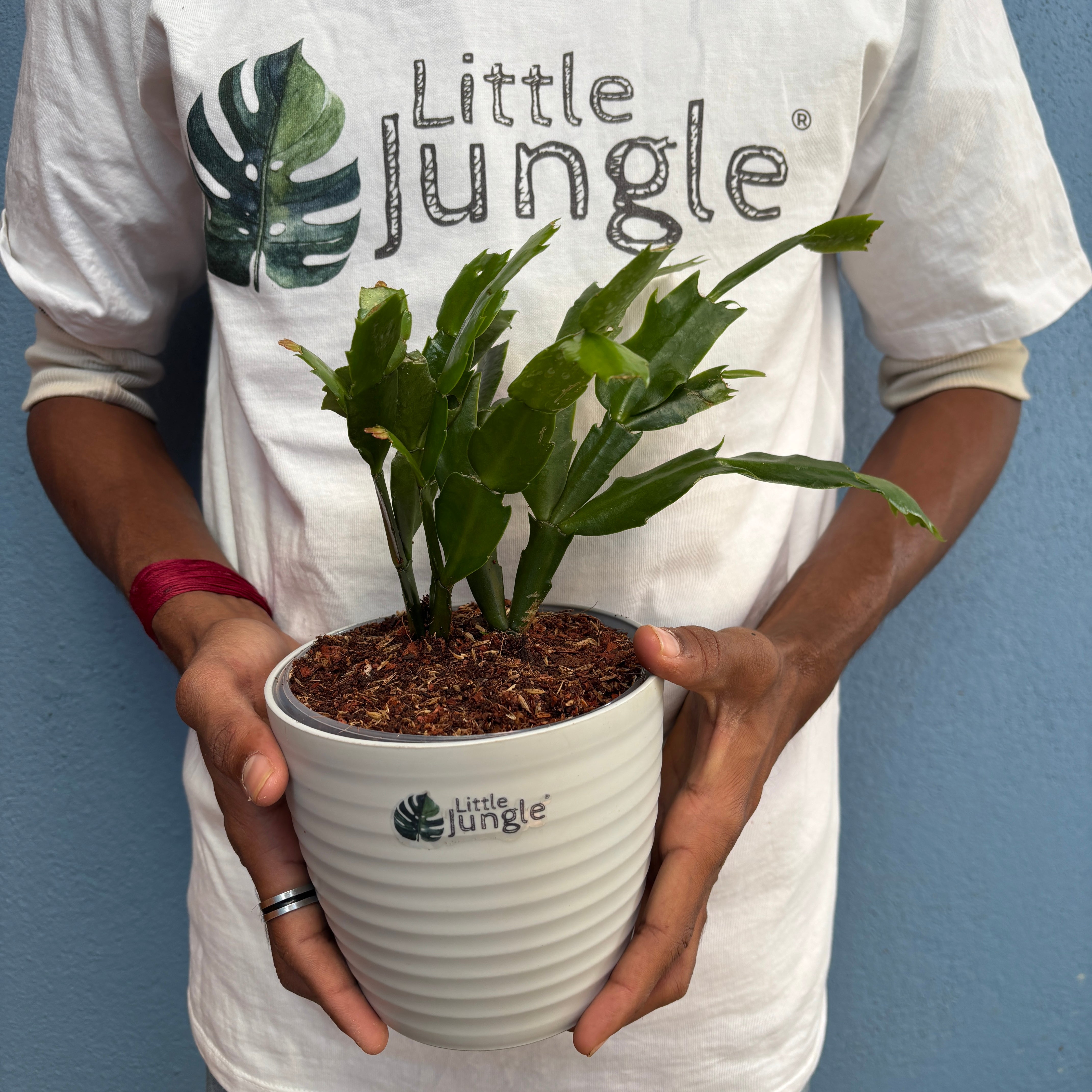 Christmas Cactus, with 5.5 inches white decor pot