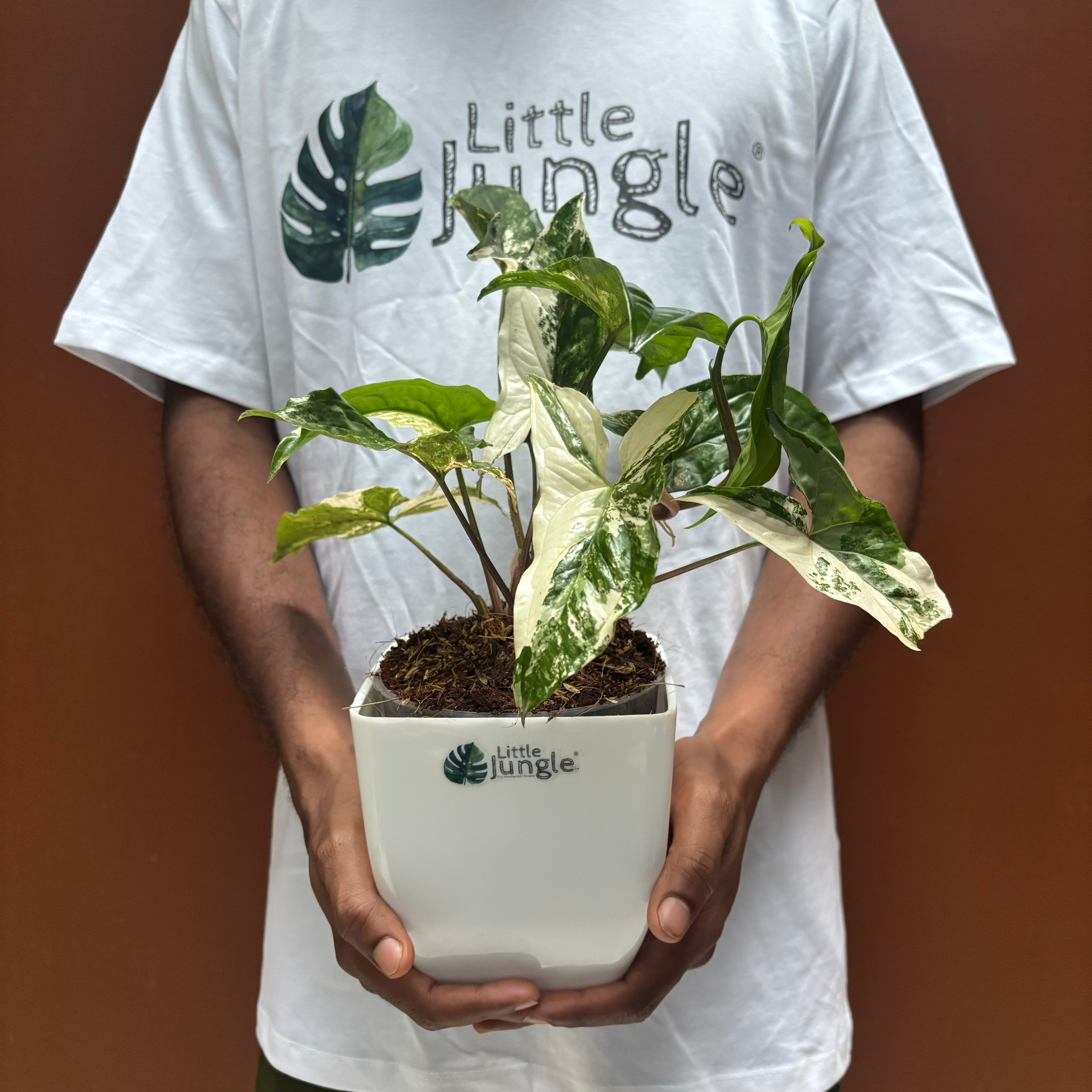 Syngonium albo variegata